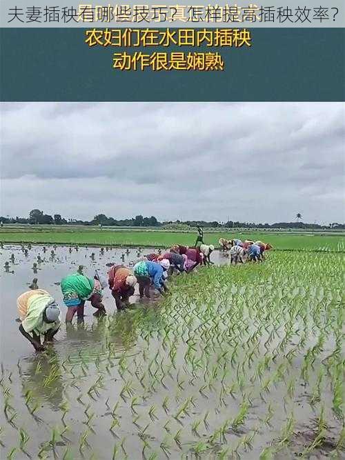夫妻插秧有哪些技巧?怎样提高插秧效率?